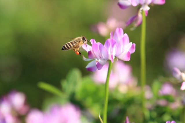 ビーポーレンを抱えたミツバチと花の画像